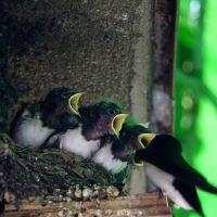 swallow-bird