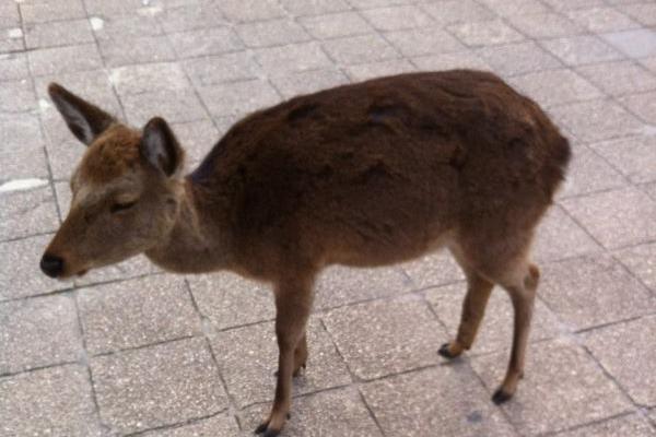 deer