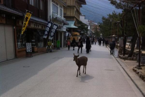 deer2