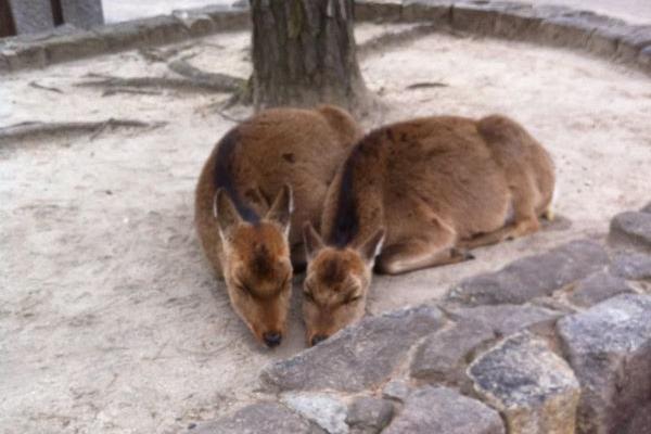 deer3
